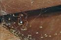 Parasteatoda_ZZ012_F0752_Z_75_Palmerstone park_Australie